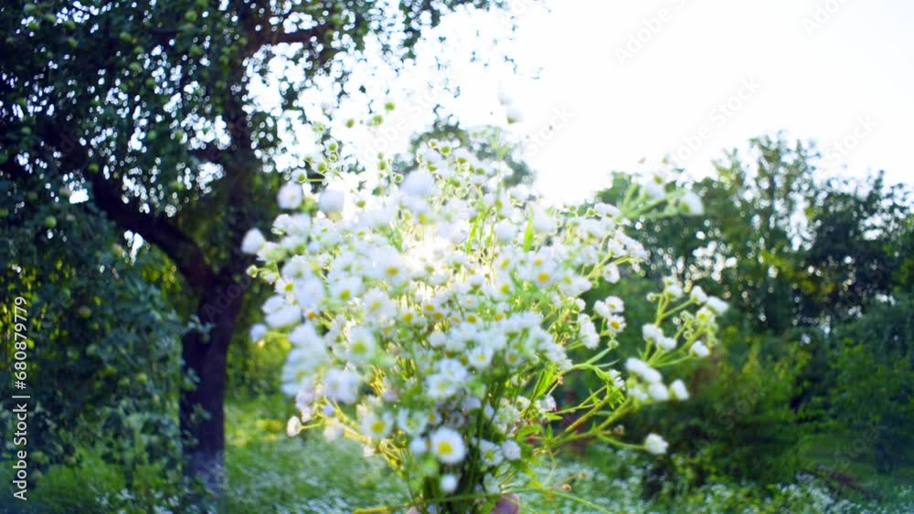 Close-up of a beautiful bouquet of daisies in a woman's hands. Romantic flowers are collected in the field. High quality 4k footage Close-up of a beautiful bouquet of daisies in a woman's hands. Romantic flowers are collected in the field. High quality 4k footage