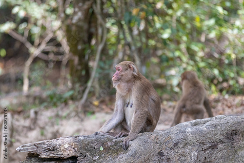 monkey in the forest, thailand, long-tailed macaque