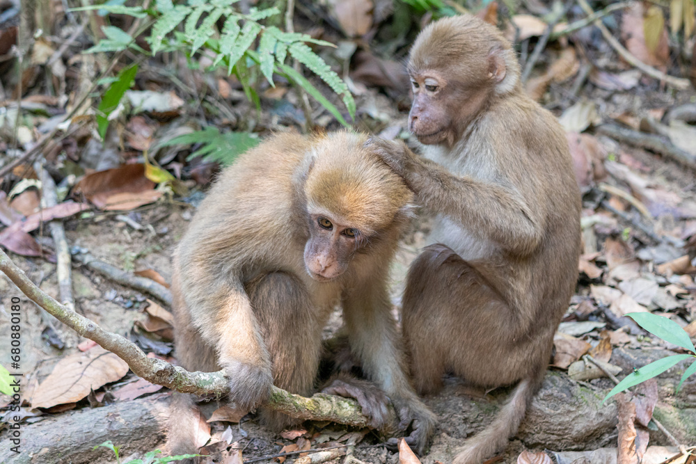 Mother and baby monkey on tree in Monkey Forest Mother and baby monkey on tree in Monkey Forest