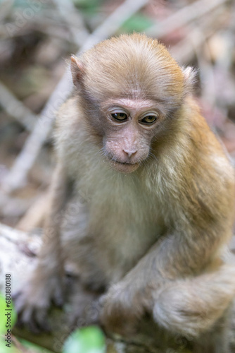 Monkey in the forest  Thailand.  macaca fascicularis 