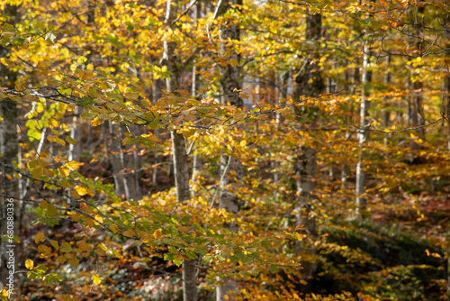 casentino national park autumn colors arezzo tuscany © francescodemarco