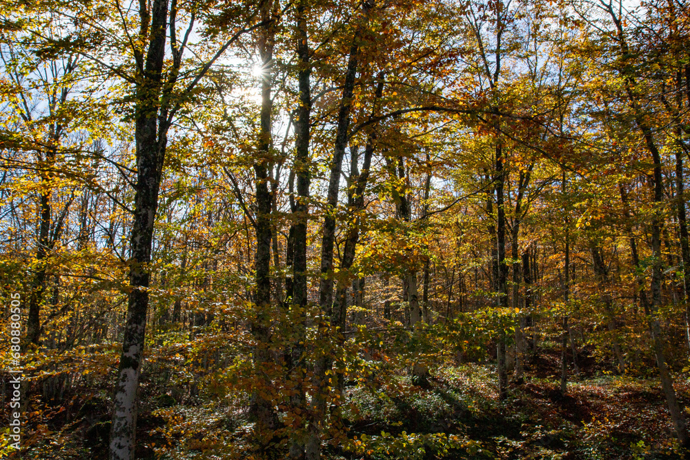 casentino national park autumn colors arezzo tuscany casentino national park autumn colors arezzo tuscany