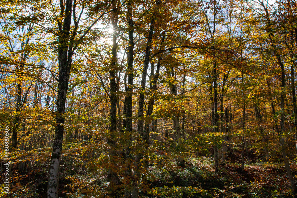 casentino national park autumn colors arezzo tuscany