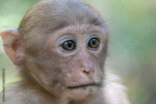 Photography Portrait of a long-tailed macaque (Macaca fascicularis)