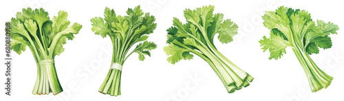 Set of Celery Watercolor Vector
