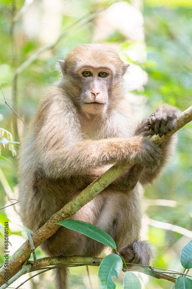monkey sitting on the tree and looking at the camera in the forest monkey sitting on the tree and looking at the camera in the forest
