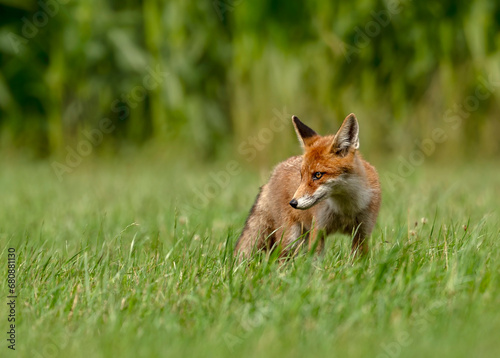 Portrait of red fox (Vulpes vulpes) standing in grass photo