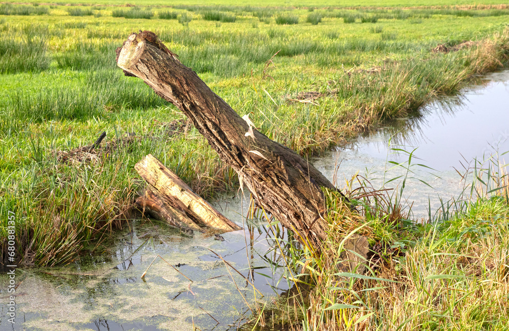 Broken tree next to a small stream Broken tree next to a small stream