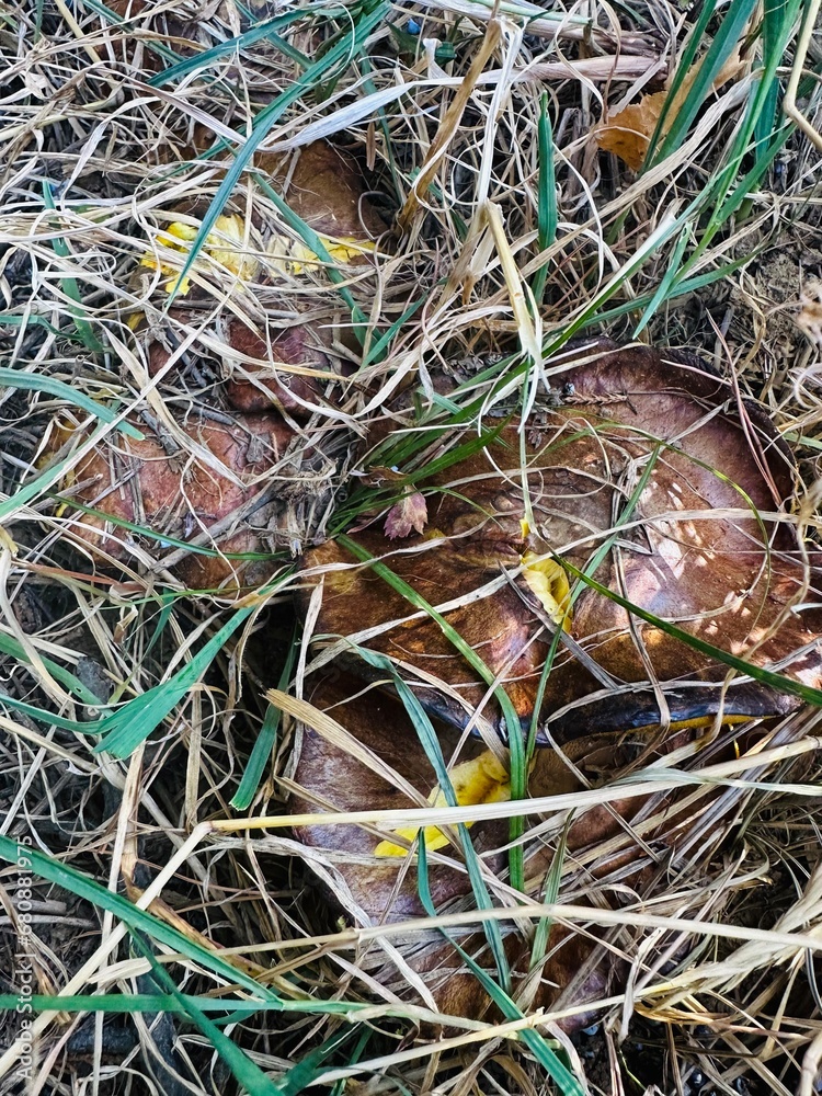 boletus mushrooms in dry grass