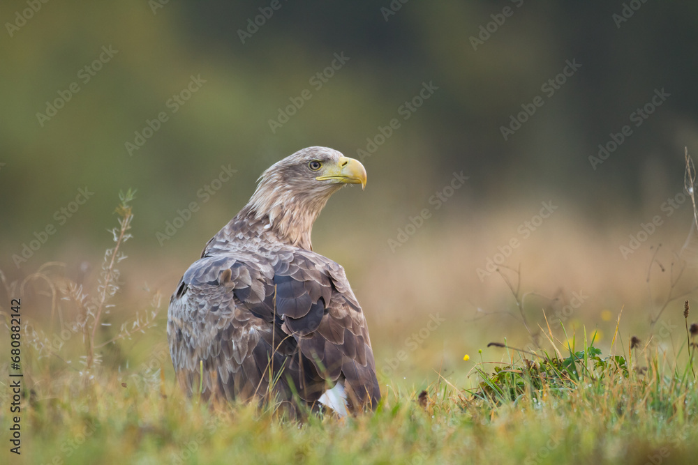 Birds of prey - Majestic predator White-tailed eagle, Haliaeetus albicilla in Poland wild nature Birds of prey - Majestic predator White-tailed eagle, Haliaeetus albicilla in Poland wild nature