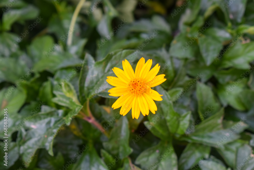 yellow dandelion flower yellow dandelion flower