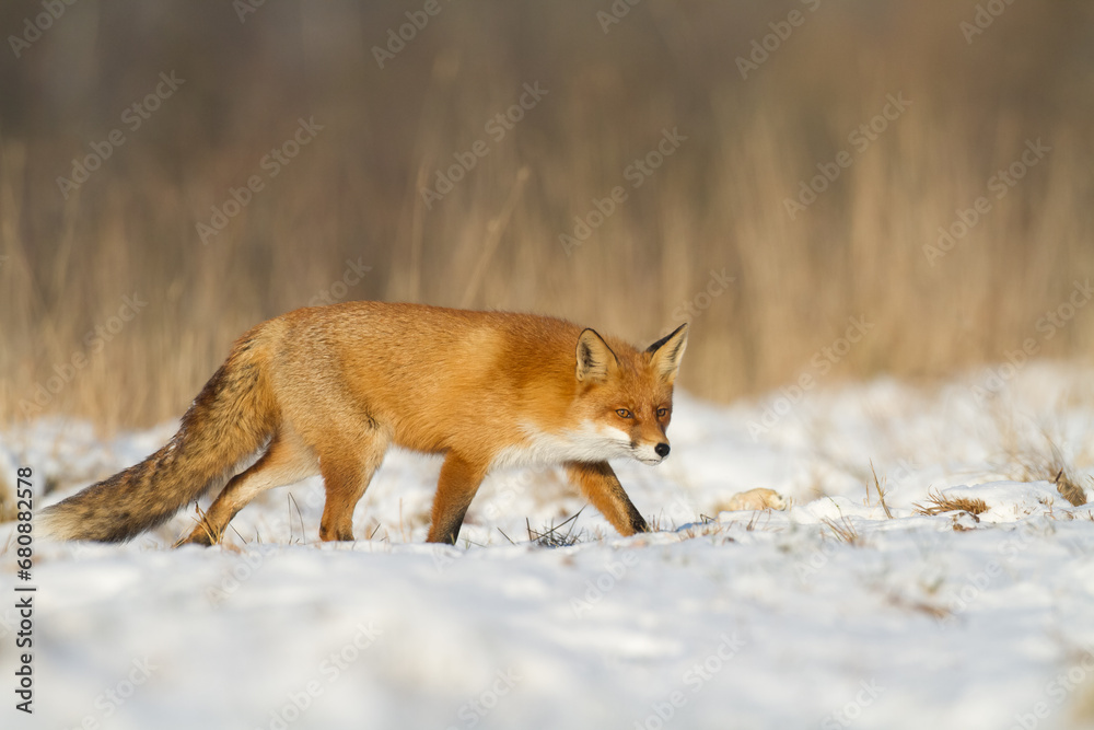 Obraz premium Fox Vulpes vulpes in natural scenery, Poland Europe, animal walking among meadow