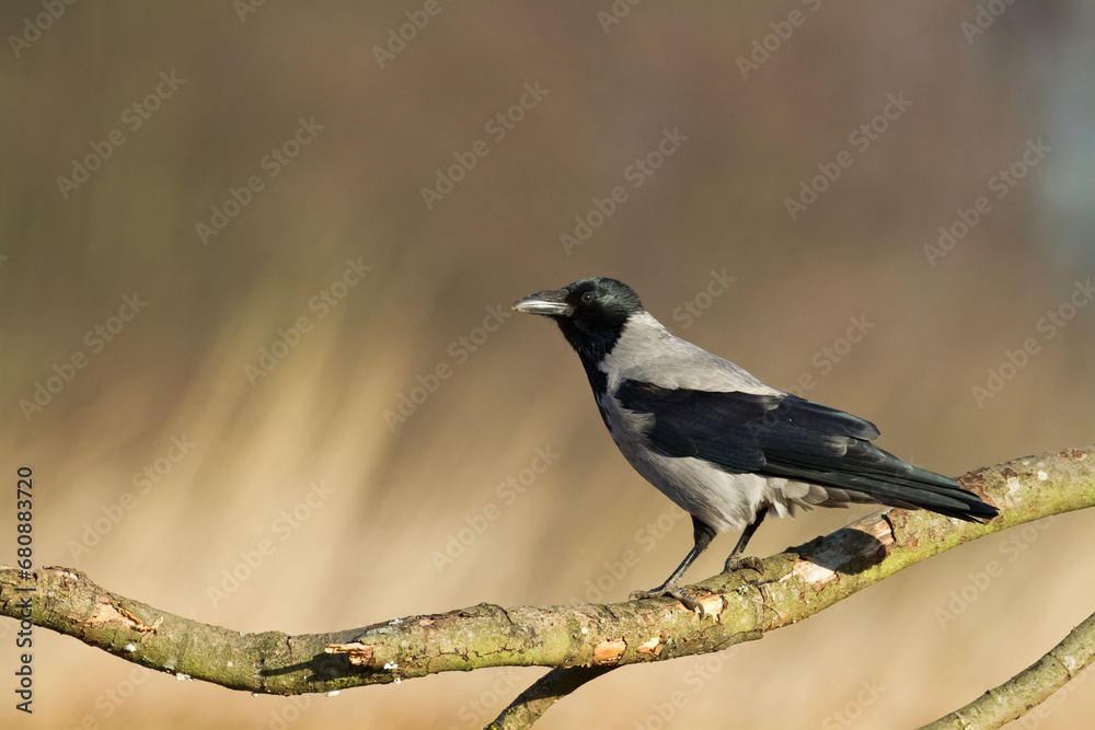 Fototapeta premium Bird - Hooded crow Corvus cornix in amazing blurred background Poland Europe