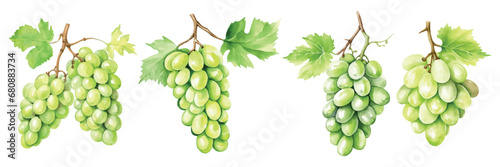 Set of Green Grapes Watercolor Illustration
