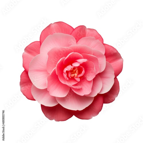 Camelia flower isolated on transparent background