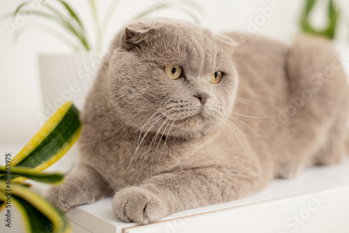 British Shorthair cat lying on white table.