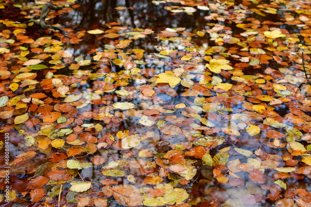 Autumn leafs on Water surface fall mirroring