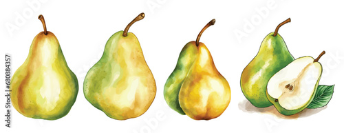 Set of Pear Fruit Watercolor Vector Illustration
