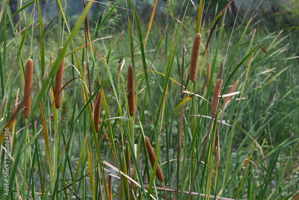 Typha angustifolia plant. Its other names lesser bulrush, narrowleaf