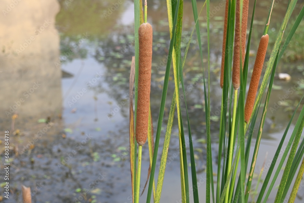 Typha angustifolia plant. Its other names lesser bulrush, narrowleaf ...