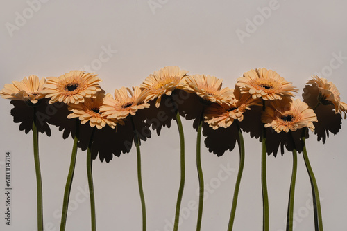 Pastel peachy gerbera flowers with aesthetic sunlight shadows on neutral white background. Minimal stylish still life floral composition with copy space © Floral Deco