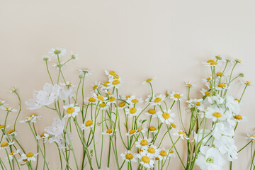 Elegant aesthetic chamomile daisy flowers pattern on neutral beige background with copy space