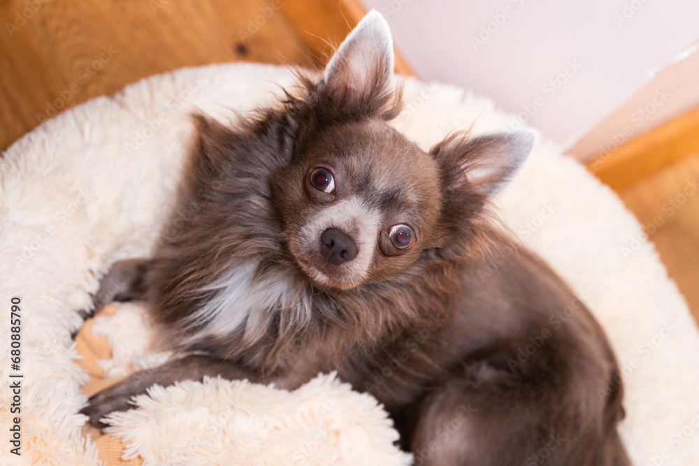 Lilac cute longhair chiwawa - closeup photography Lilac cute longhair chiwawa - closeup photography
