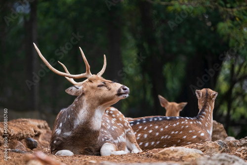 Visayan Spotted Deer photo