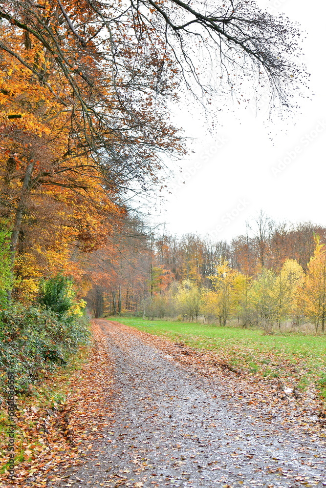 Autumn Forest Path fall colorfull way road trekking germany odenwald