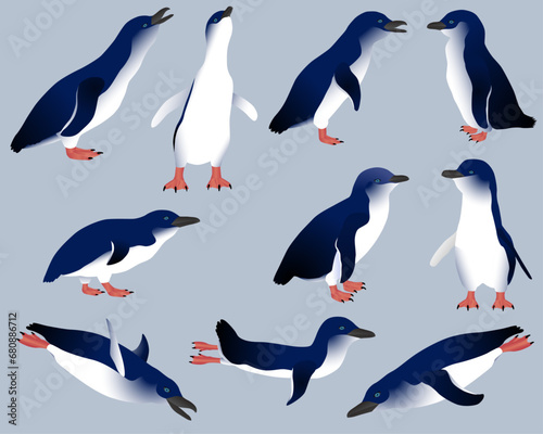 Collection of little penguins or blue penguins birds in colour image