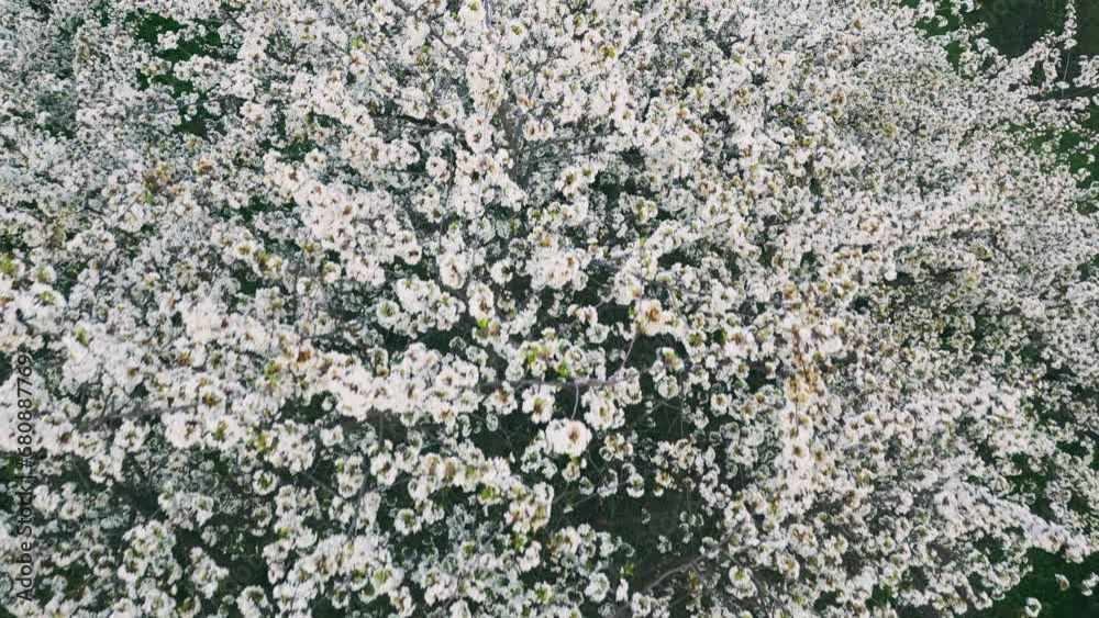 many branches with white cherry flowers many branches with white cherry flowers
