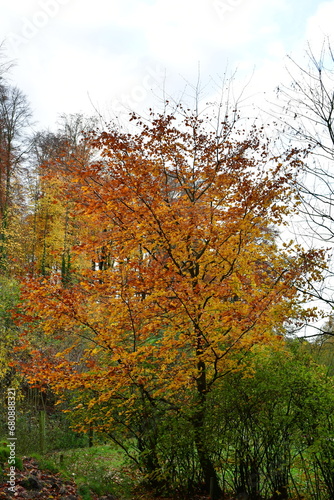 colorfull autumn trees in german forest Odenwald