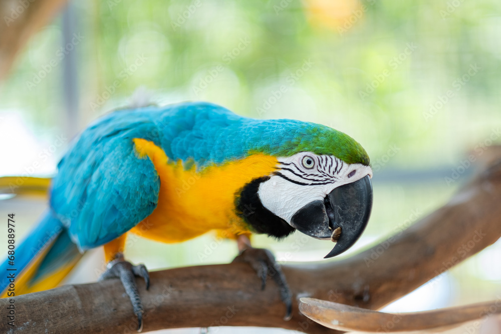 closeup parrot with blur background, nature bird, macaw