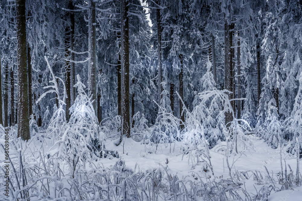 Fototapeta premium Winterlandschaft