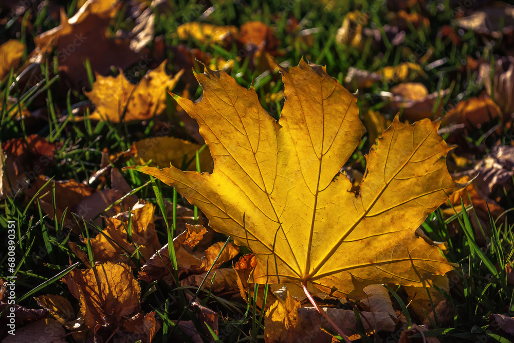 Dry autumn leaves falling in a forest with selective focus. Dry autumn leaves falling in a forest with selective focus.