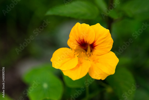 Yellow nasturtium flower in the garden. Floral natural background.