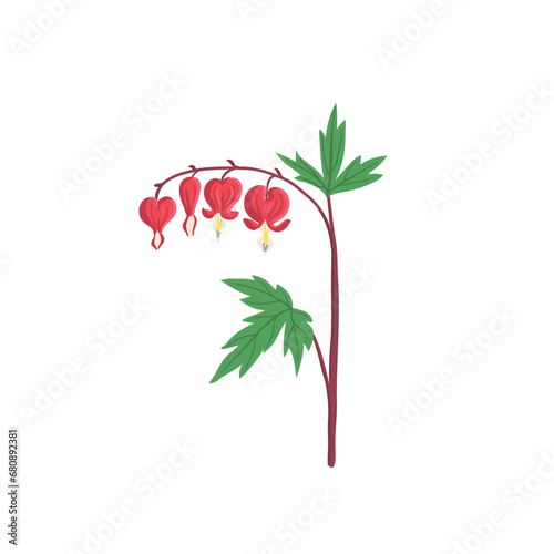 bleeding-hearts, dicentra, vector drawing flower at white background, hand drawn botanical illustration