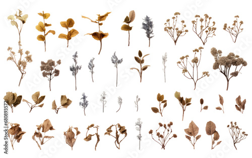 Engineering Marvels Discovering Plant Stems Isolated on Transparent Background PNG