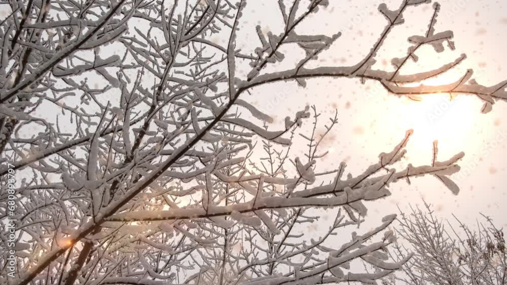Close-up of a tree branch with snow on which snow is slowly falling. First snow. New Year. Winter walks, travel. Winter sports. Loop Close-up of a tree branch with snow on which snow is slowly falling. First snow. New Year. Winter walks, travel. Winter sports. Loop
