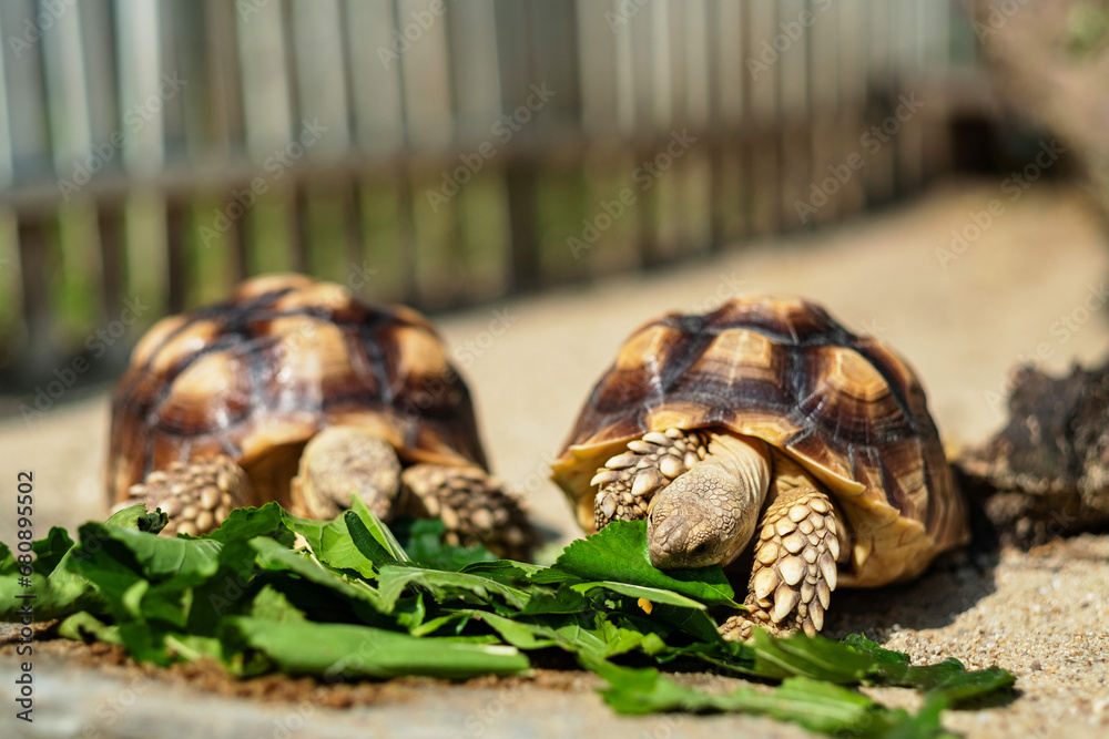 Sucata tortoise eating vegetables with nature background Sucata tortoise eating vegetables with nature background