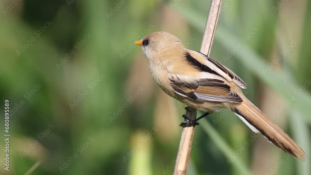 Bearded reedling, Panurus biarmicus. A bird sits on a reed stalk, looks round, flies away Bearded reedling, Panurus biarmicus. A bird sits on a reed stalk, looks round, flies away