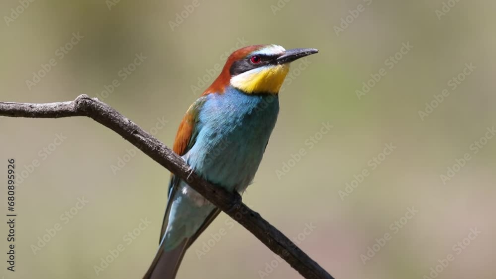 European bee-eater, merops apiaster. Close-up. The bird cleans its beak, looks around, calls out European bee-eater, merops apiaster. Close-up. The bird cleans its beak, looks around, calls out