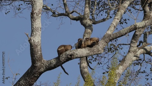 Family of Black Tailed Marmoset, Mico melanurus, sitting on a branch in a tree along the Transpantaneira towards Porto Jofre in swamps of the Pantanal welands in Brazil. photo