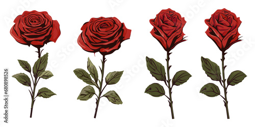 Set collection a red rose  Red rose vector Isolated on white background