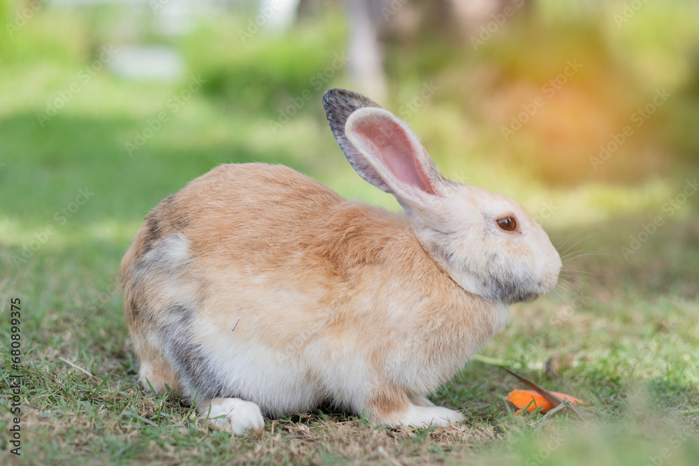 Fototapeta premium rabbit, bunny pet with blur background, animals