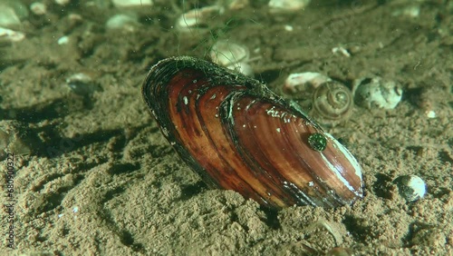 Freshwater Painter's mussel (Unio pictorum) half buried in the bottom soil, small snails crawling along the shell. photo