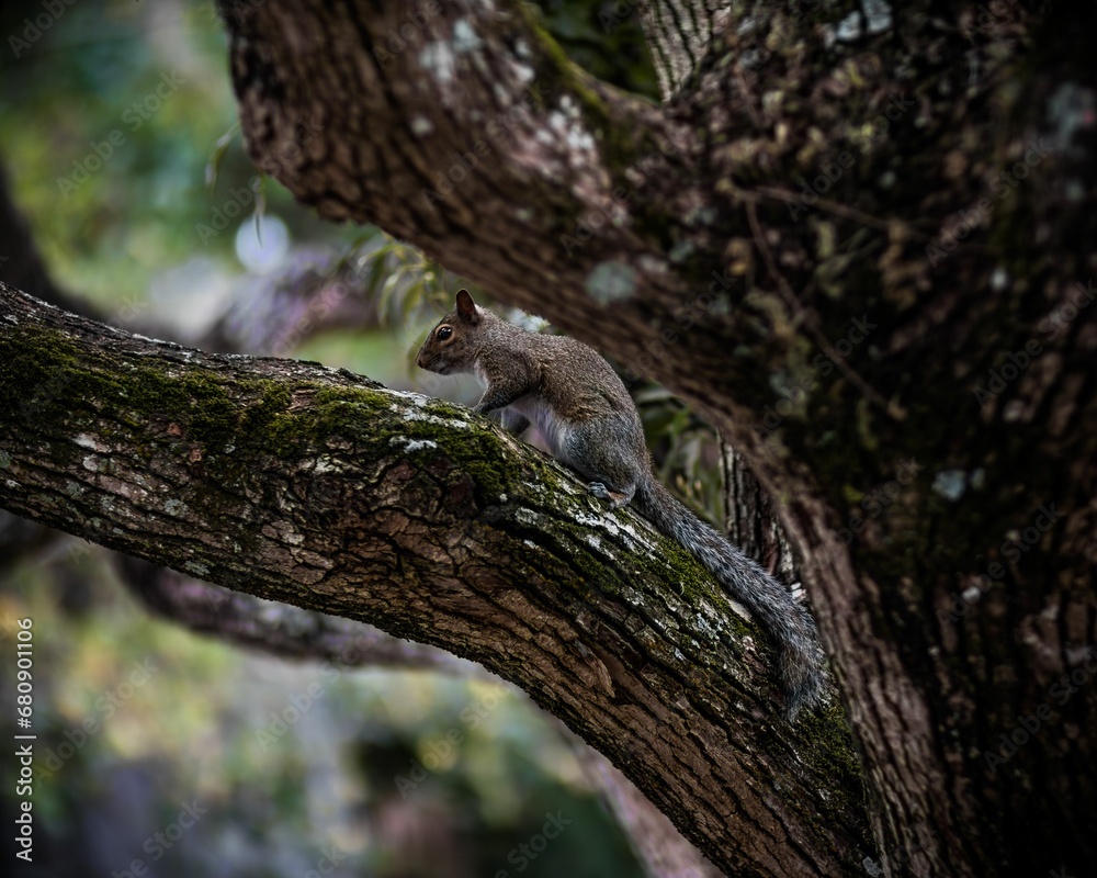 Grey squirrel on a branch in a tree, looking out into the environment with its head raised