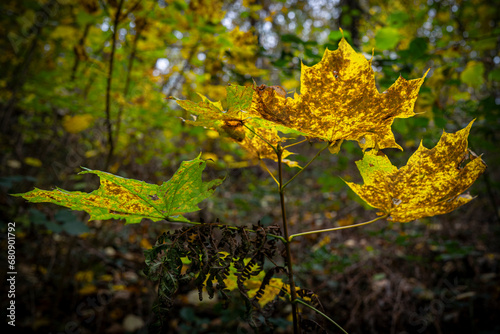 feuilles d'arbres en forêt aux couleurs d'automne