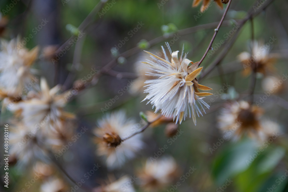 Obraz premium Brazilian Savannah Flower. The Brazilian flowers are delicate, beautiful, rare and have many colors.