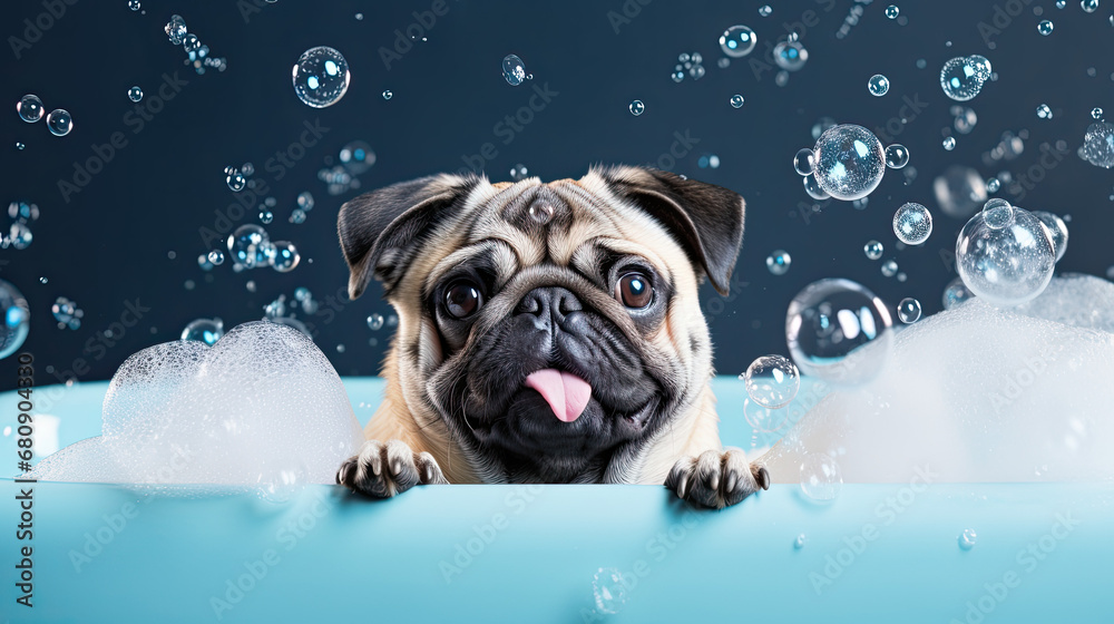 Pug dog peeking out of a bath, Dog is taking a  bath, soap bubbles 